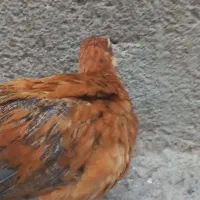 مرغ و خروس ۲ ماه