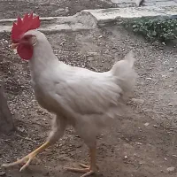 خروس‌اواز‌خوان