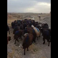 بره نر قرمز افشاری گله کرد