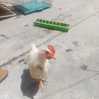 ۵عددجوجه خروس جوان ،زرنگ آتیش پاره ، سالم