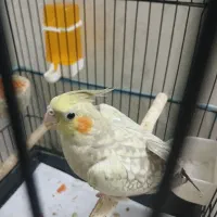 پرنده عروس هلندی