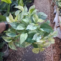 انواع پتوس مرمری منجولا و گیاهان خاص دیگر