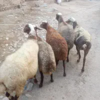 میش جوان آبستن با بره مغان ماده
