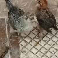 دو جوجه 1ماه سالم