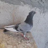 کفتر خوش خال پرشی