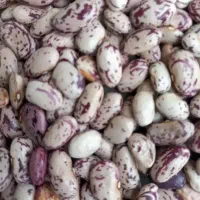 فروشی لوبیا چیتی