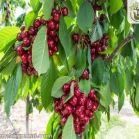 کارگر ،  زن یا مرد برای بازکردن گیلاس ، نیرو کار