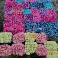رز هلندی