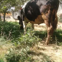 گاو هلشتاین اصل شیری شکم دوم روزانه ۲۸کیلو شیر