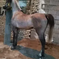 اسب مادیان کره آرشا کیانی