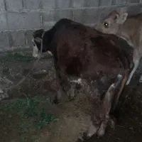 گوساله محلی چاق