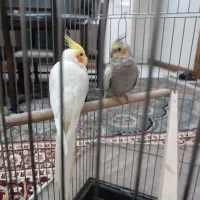 عروس هلندی