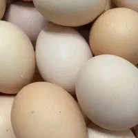 تخمه مرغ محلی