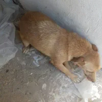 طوله