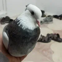 کبوتر