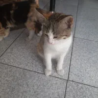 واگذاری بچه گربه  سه ماهه