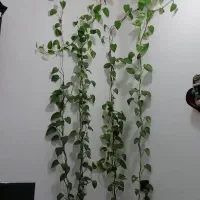 فروش چندین گل مختلف به صورت شاخه ای ارزان