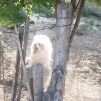 سگ نگهبان|سگ|کرمانشاه, |دیوار