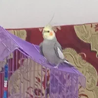 عروس هلندی نر