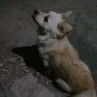 حیوان خانگی ازنوع سگ