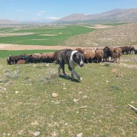 سگ نژاد افغان