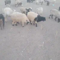 بره ترکی فارس