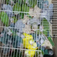 جوجه انواع شاه طوطی گرین راهب ملنگو کاسکو