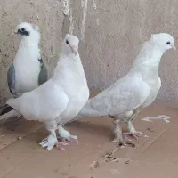 کبوتر پاپری
