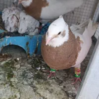 کفتر طوقی باجوجع