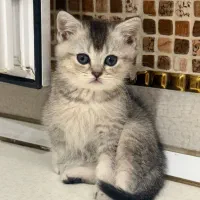 گربه نر شاه توله بریتیش