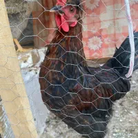 خروس و مرغ