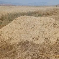 کاه گندم
