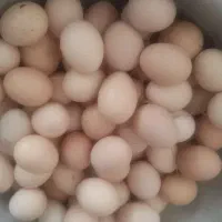 تخم مرغ اردک و غاز