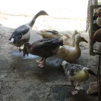 قو غاز ادرک کاکلی جوجه محلی عروس خرگوش کفتر