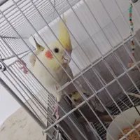 جفت عروس هلند بالغ نروماده