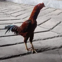 خروس لاری
