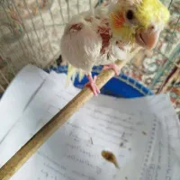 عروس/هلندی/پرنده
