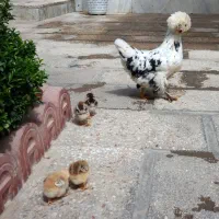 مرغ لهستانی پاپر