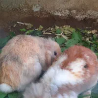 خرگوش لوپ