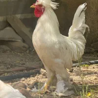 نژاذ بی نظیر مرغ و خروس