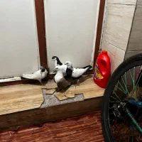 کبوتر|پرنده|قزوین, |دیوار