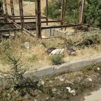 قازدورگ شامی جوان