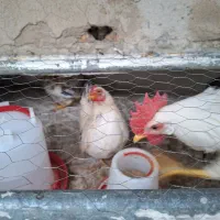 مرغ خروس وجوجه