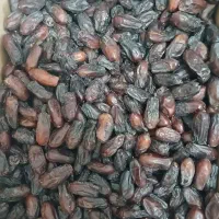 خرمایی ربی مستقیم از جنوب