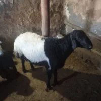 قوچ