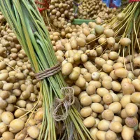 رطب و خارک برحی آبادان