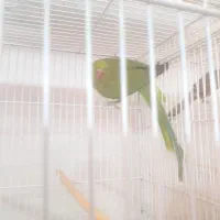 ملنگوماده ۲ ساله