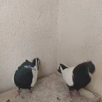 یه جفت سینه سیاه به شرط تخم و‌جوجه