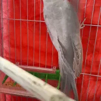 عروس هلندی