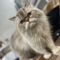 گربه نر پرشین (هیمالین)